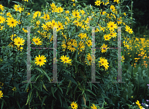 Picture of Helianthus strumosus 