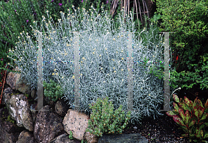 Picture of Helichrysum italicum ssp. serotinum 