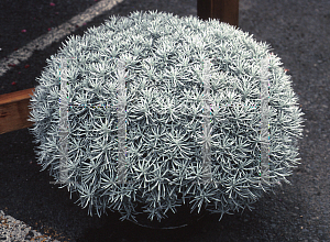 Picture of Helichrysum thianschanicum 'Silver Spice'