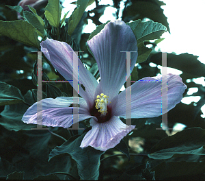 Picture of Hibiscus lasiocarpus 