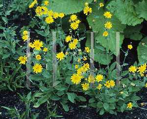 Picture of Hieracium gymnocephalum 