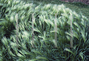 Picture of Hordeum jubatum 