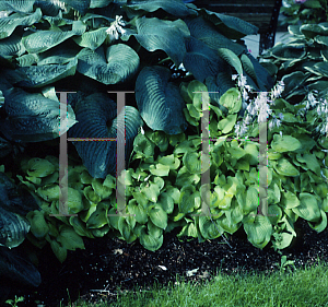 Picture of Hosta  'Gold Drop'