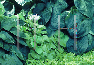 Picture of Hosta  'Gold Drop'