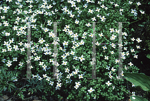 Picture of Houstonia caerulea 