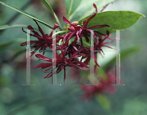 Picture of Illicium floridanum 'Haley's Comet'