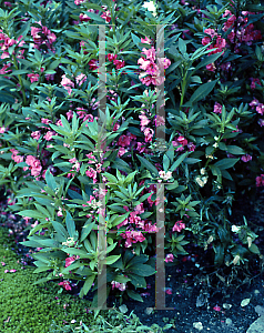 Picture of Impatiens balsamina 