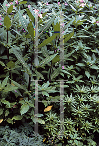 Picture of Impatiens glandulifera 