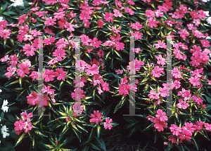 Picture of Impatiens x hawkeri 'Celebration Salmon'