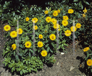 Picture of Inula orientalis 