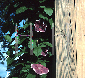 Picture of Ipomoea nil 'Chocolate'