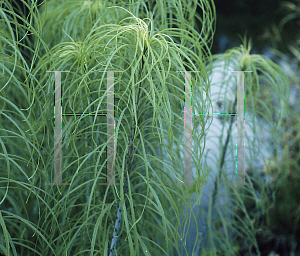 Picture of Helianthus salicifolius 