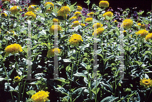 Picture of Helianthus decapetalus 'Soleil d'Or'