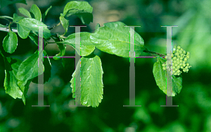 Picture of Viburnum ellipticum 