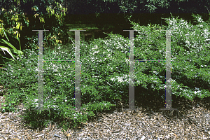 Picture of Leptospermum juniperinum 'Horizantalis'
