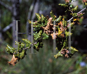 Picture of Quercus durata 