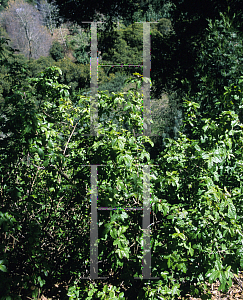 Picture of Toxicodendron diversilobum 