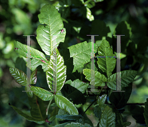 Picture of Toxicodendron diversilobum 