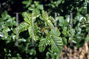 Picture of Toxicodendron diversilobum 