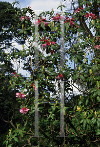 Picture of Rhododendron x 'Rose Mangles'