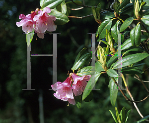 Picture of Rhododendron x 'Rose Mangles'