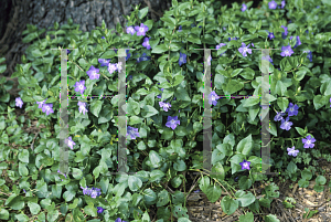 Picture of Vinca major 