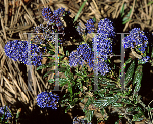 Picture of Ceanothus  'Concha'