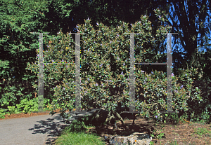 Picture of Ceanothus arboreus 'Cliff Schmidt'