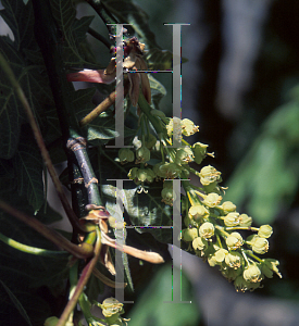 Picture of Acer macrophyllum 