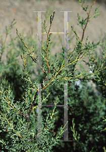 Picture of Hesperocyparis sargentii 