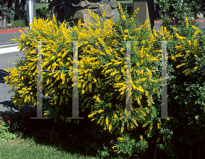 Picture of Genista canariensis 