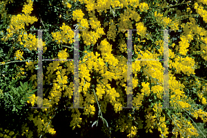 Picture of Genista canariensis 