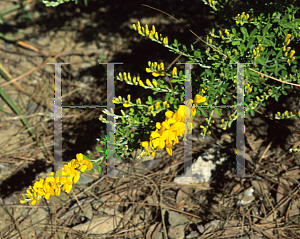 Picture of Genista canariensis 
