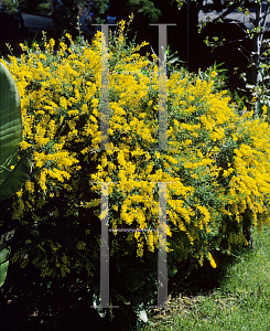 Picture of Genista canariensis 