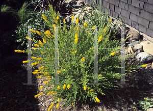 Picture of Genista canariensis 