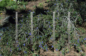 Picture of Ceanothus  'Concha'