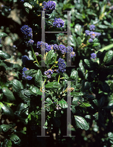Picture of Ceanothus griseus var. horizontalis 'Yankee Point'