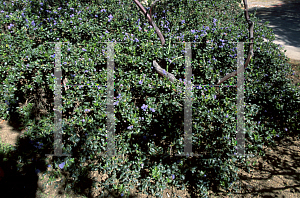 Picture of Ceanothus griseus var. horizontalis 'Yankee Point'