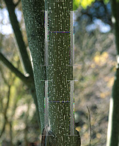 Picture of Acer capillipes 