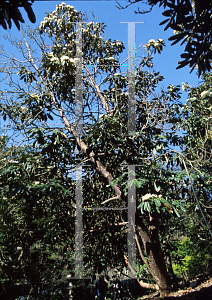 Picture of Rhododendron grande ssp. grandia 