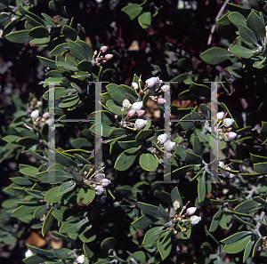 Picture of Arctostaphylos hookeri ssp. montana 