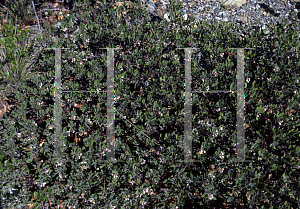 Picture of Arctostaphylos hookeri ssp. montana 