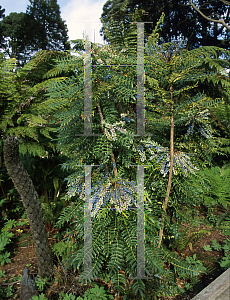 Picture of Mahonia lomariifolia 