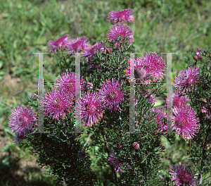 Picture of Isopogon formosus 