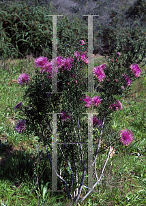 Picture of Isopogon formosus 