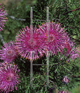 Picture of Isopogon formosus 