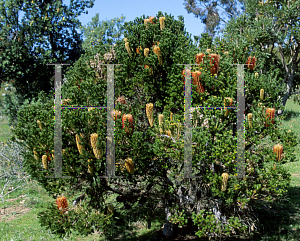 Picture of Banksia ericifolia 