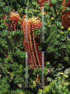 Picture of Banksia ericifolia 