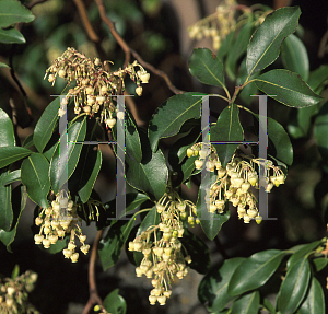 Picture of Arbutus andrachne 