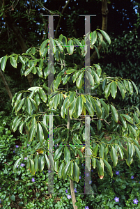 Picture of Michelia platypetala 